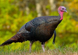 Wild turkey, eastern US (Photo: Wikimedia Commons, public domain)